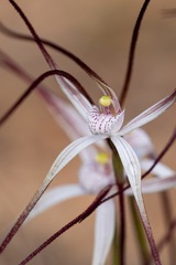 Caladenia varians