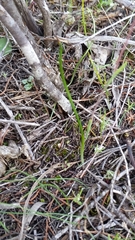 Thelymitra antennifera