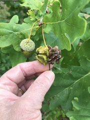 Andricus quercuscalicis