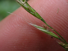 Festuca occidentalis