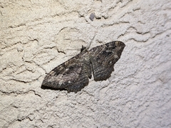 Rheumaptera meadii