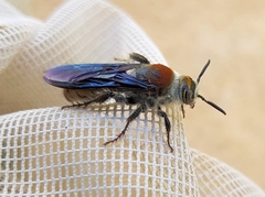Radumeris radula