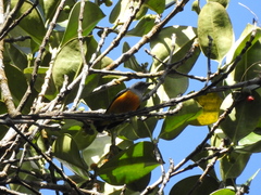 Dicaeum trigonostigma