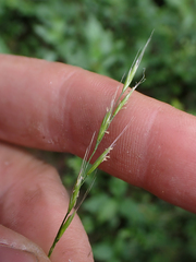 Festuca occidentalis