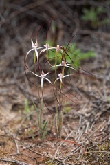 Caladenia varians