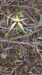Caladenia