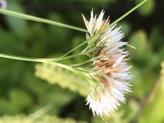 Rhynchospora pallida