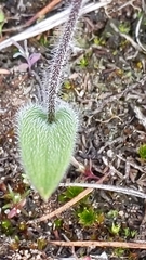 Caladenia