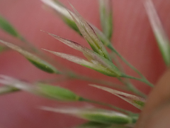 Calamagrostis