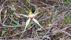 Caladenia