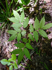 Prosartes lanuginosa