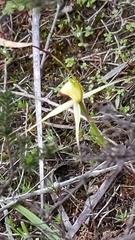 Caladenia