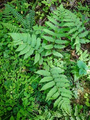 Dryopteris goldieana