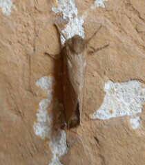 Pharmacis aemilianus