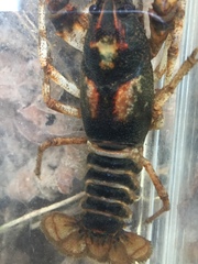 Cambarus clairitae