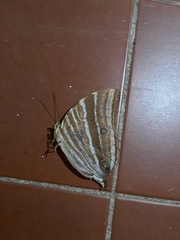 Amathusia