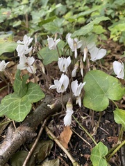 Cyclamen hederifolium