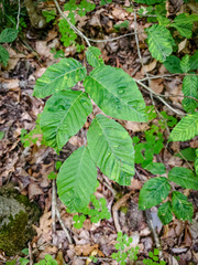 Litylenchus crenatae