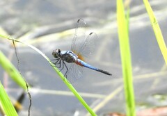Brachydiplax chalybea