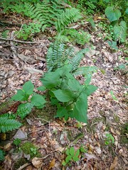 Solidago flexicaulis