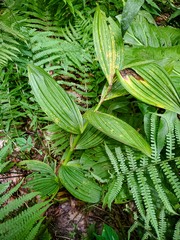 Veratrum viride