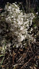 Olearia pimeleoides