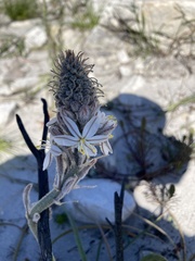 Trachyandra hirsutiflora