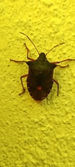 Pentatoma rufipes