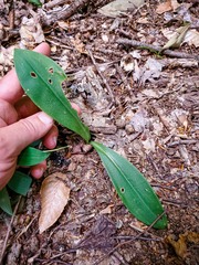 Clintonia umbellulata