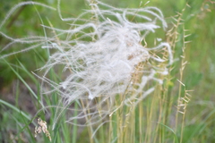 Stipa pennata