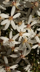 Olearia pimeleoides