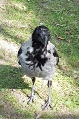 Corvus cornix