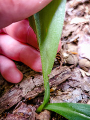 Clintonia umbellulata