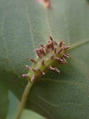 Gymnosporangium