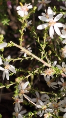 Olearia pimeleoides