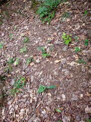 Clintonia umbellulata