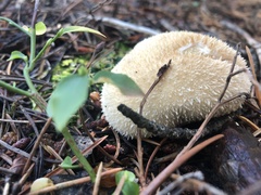 Lycoperdon marginatum