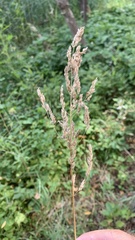Poa angustifolia