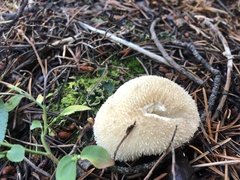 Lycoperdon marginatum