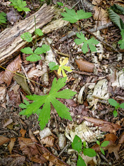 Geranium maculatum