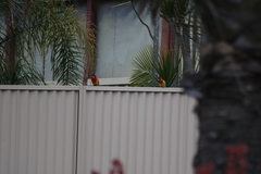 Platycercus eximius