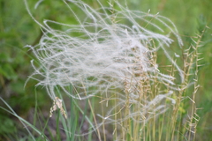 Stipa pennata