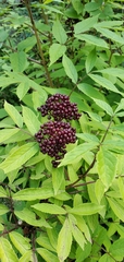 Sambucus racemosa melanocarpa