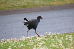 Porphyrio melanotus