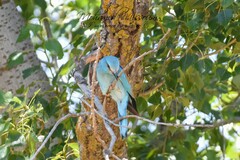 Coracias garrulus