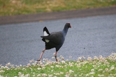 Porphyrio melanotus