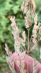 Poa angustifolia