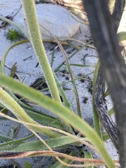 Trachyandra hirsutiflora