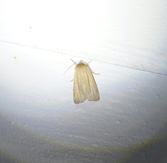 Mythimna oxygala