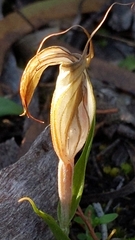 Pterostylis robusta